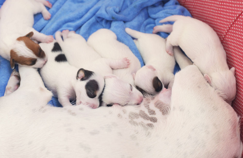 Newborn puppies