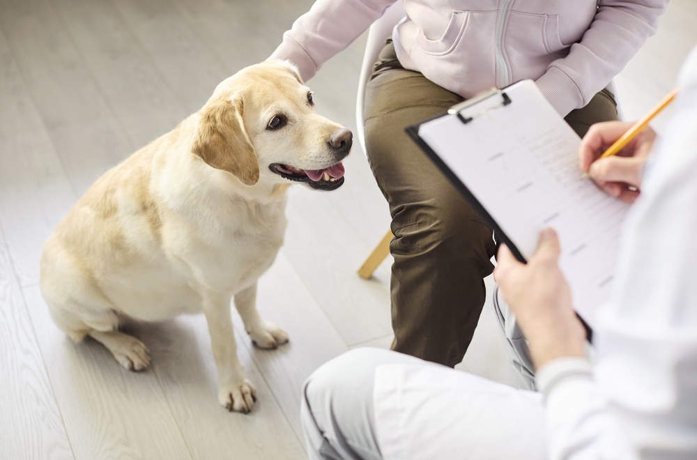 Labrador at vet consultation